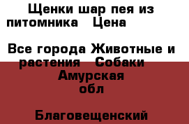 Щенки шар-пея из питомника › Цена ­ 15 000 - Все города Животные и растения » Собаки   . Амурская обл.,Благовещенский р-н